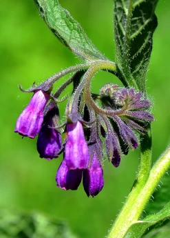 Sow Exotic Medicinal & Culinary Herbs Comfrey (Symphytum Uplandicum)