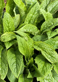 Sow Exotic Medicinal & Culinary Herbs Comfrey (Symphytum Uplandicum)