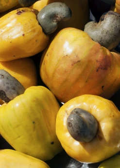 Sow Exotic Tropical Fruit & Spice Trees Cashew, Yellow (Anacardium Occidentale)