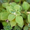 Sow Exotic Cuban Oregano (Plectranthus Amboinicus) Medicinal & Culinary Herbs