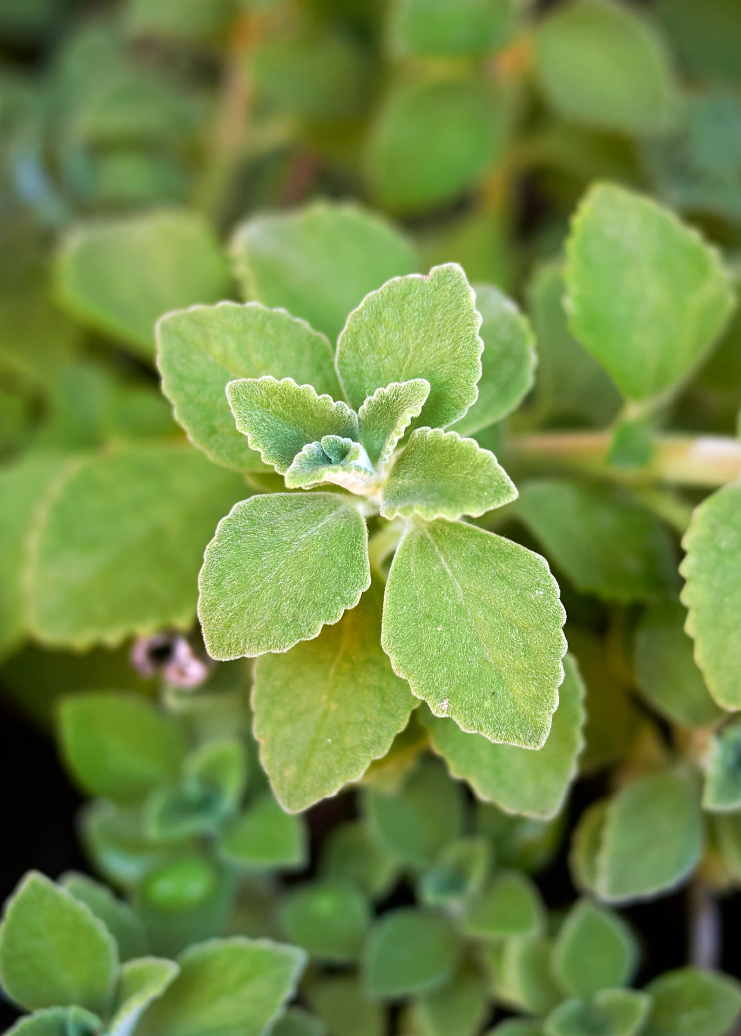 Sow Exotic Cuban Oregano (Plectranthus Amboinicus) Medicinal & Culinary Herbs 1 Sow Exotic Cuban Oregano (Plectranthus Amboinicus) Medicinal & Culinary Herbs