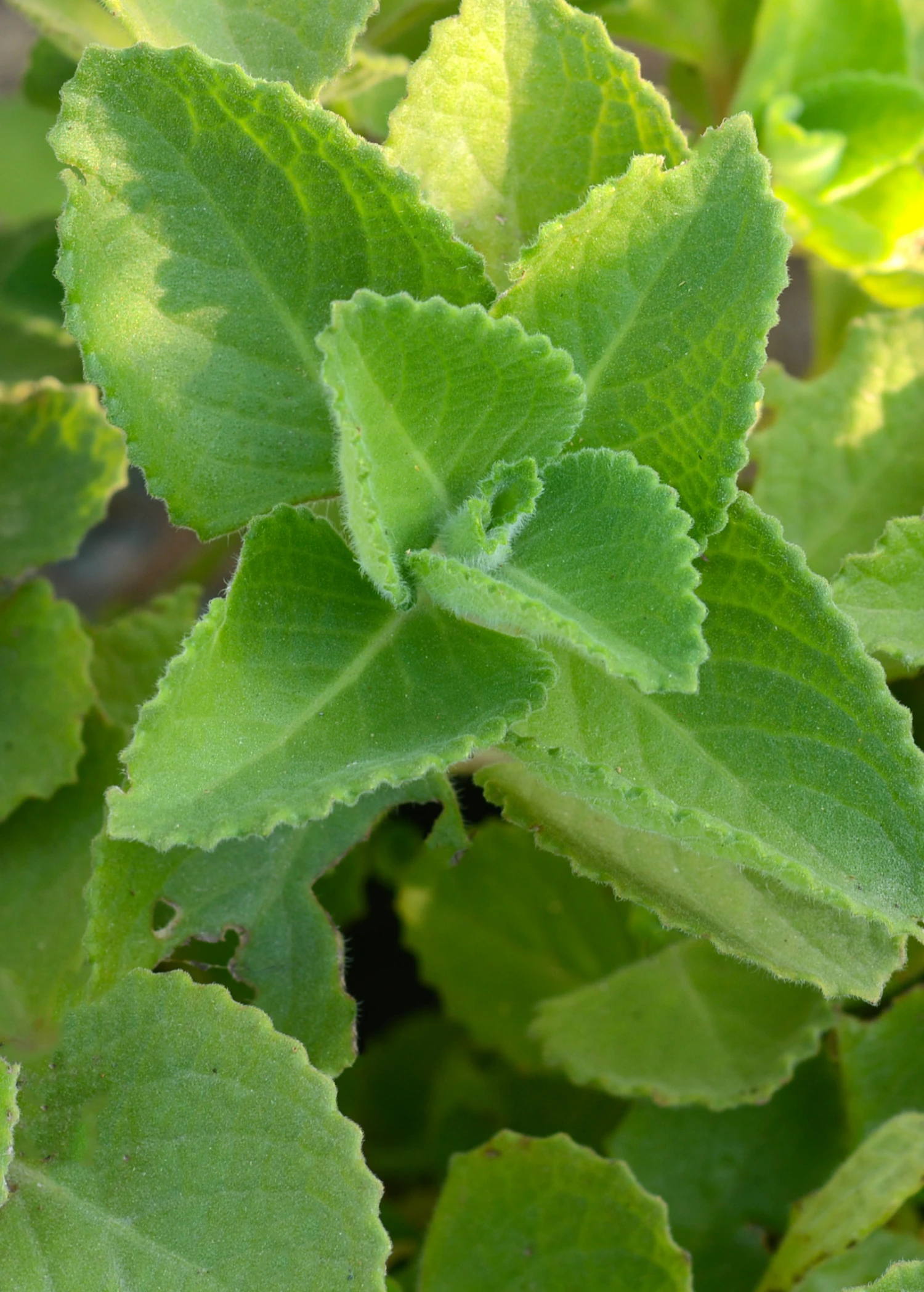 Sow Exotic Cuban Oregano (Plectranthus Amboinicus) Medicinal & Culinary Herbs 2 Sow Exotic Cuban Oregano (Plectranthus Amboinicus) Medicinal & Culinary Herbs