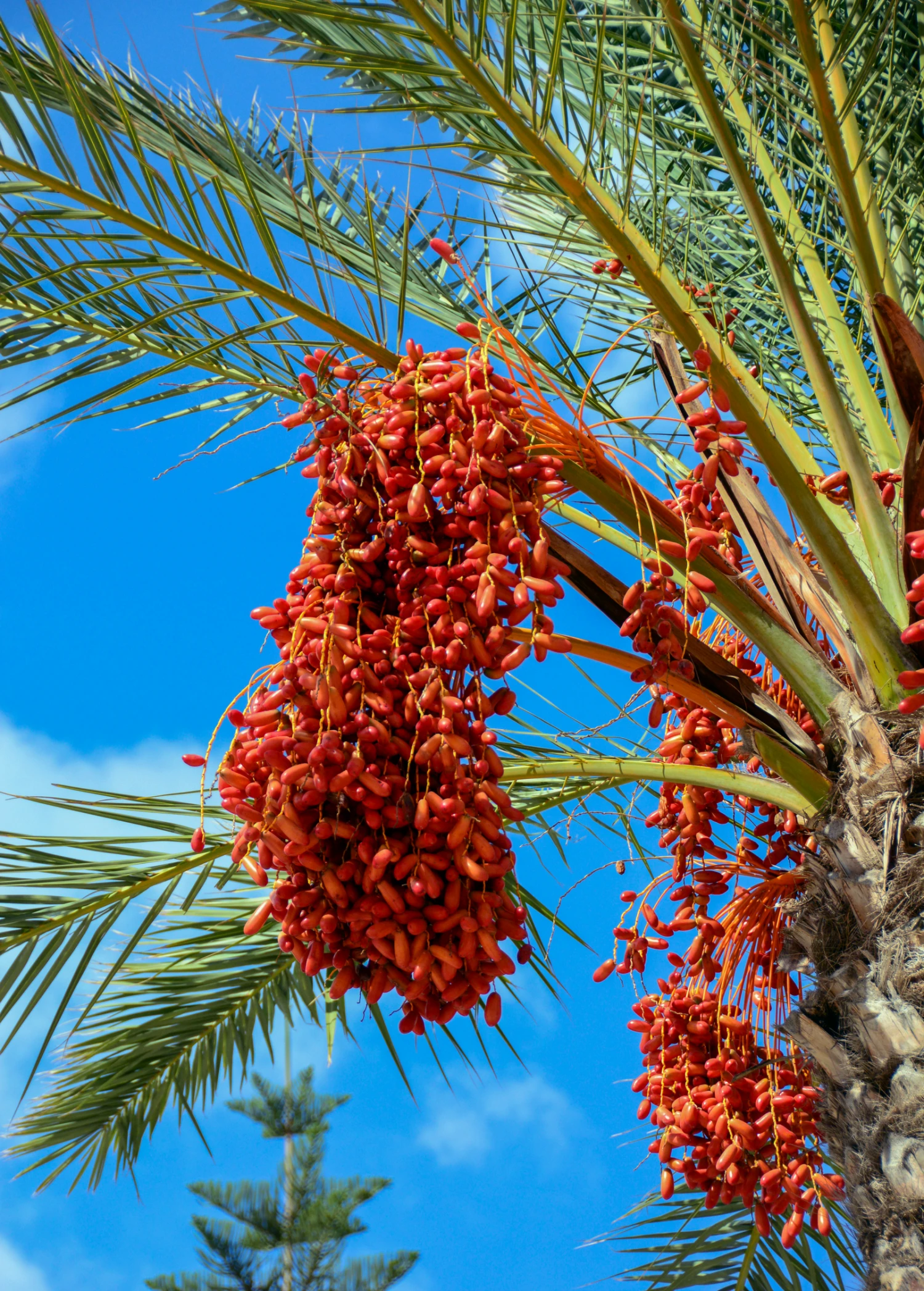 Sow Exotic Date Palm (Phoenix Dactylifera) 1 Sow Exotic Date Palm (Phoenix Dactylifera)