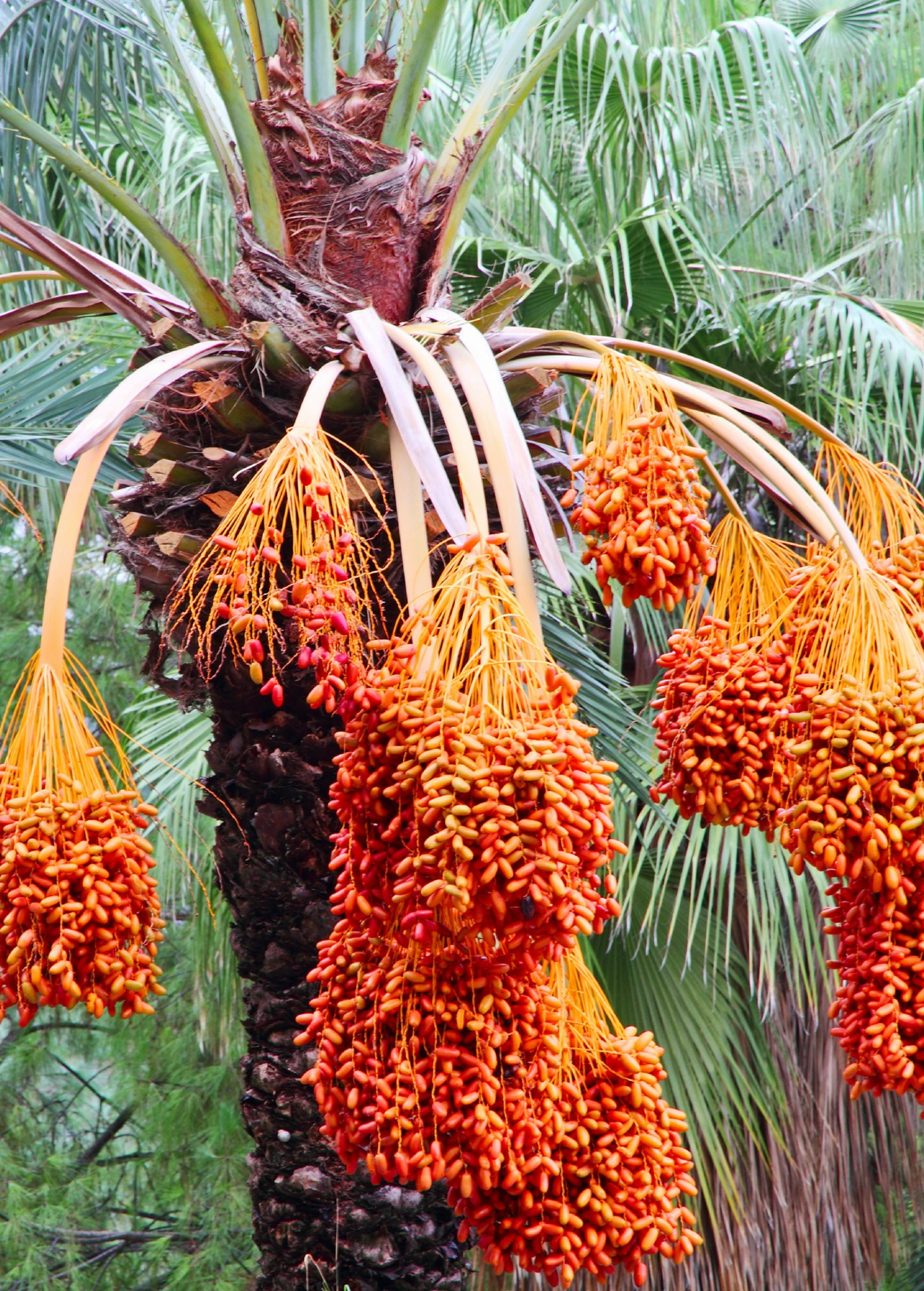 Sow Exotic Date Palm (Phoenix Dactylifera) 2 Sow Exotic Date Palm (Phoenix Dactylifera)