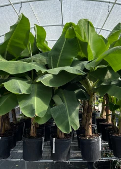 Sow Exotic Tropical Fruit & Spice Trees Banana 'Dwarf Cavendish' (Musa Acuminata)