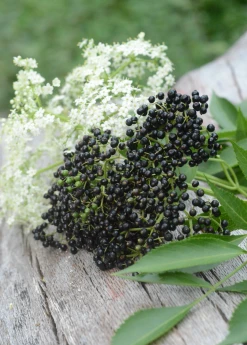 Sow Exotic Elderberry, Florida Native (Sambucus Canadensis) Medicinal & Culinary Herbs 7 Sow Exotic Elderberry, Florida Native (Sambucus Canadensis) Medicinal & Culinary Herbs
