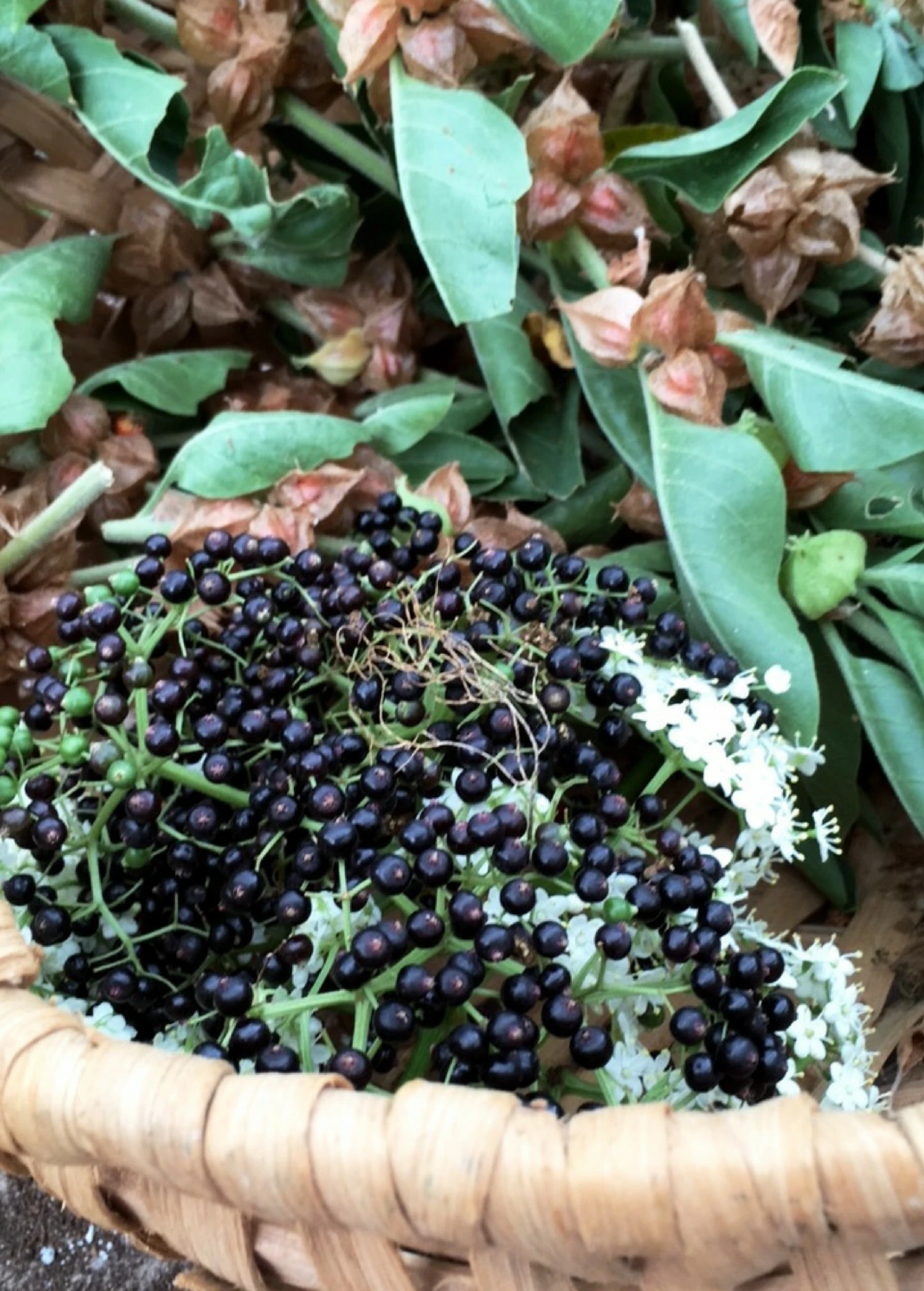 Sow Exotic Elderberry, Florida Native (Sambucus Canadensis) Medicinal & Culinary Herbs 5 Sow Exotic Elderberry, Florida Native (Sambucus Canadensis) Medicinal & Culinary Herbs