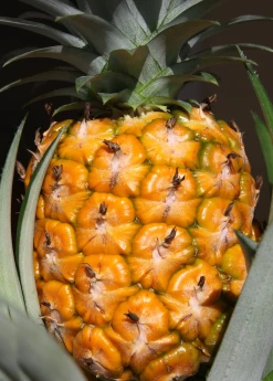 Sow Exotic Pineapple 'Elite Gold' (Ananas Comosus)
