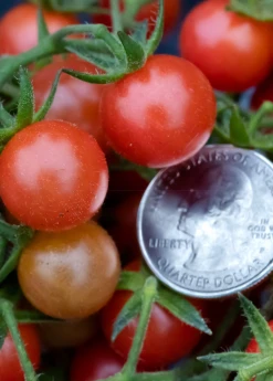 Sow Exotic Everglades Tomato (Solanum Pimpinellifolium)