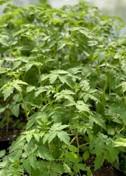 Sow Exotic Everglades Tomato (Solanum Pimpinellifolium)