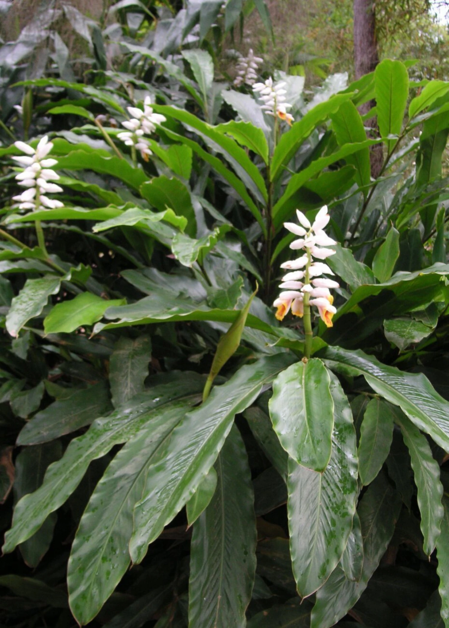 Sow Exotic False Cardamom (Alpinia Mutica) Medicinal & Culinary Herbs 1 Sow Exotic False Cardamom (Alpinia Mutica) Medicinal & Culinary Herbs