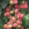 Sow Exotic Blueberry 'Florida Rose' (Vaccinium Ashei)