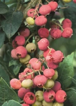 Sow Exotic Blueberry 'Florida Rose' (Vaccinium Ashei)