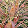 Sow Exotic Pineapple 'Florida Special' (Ananas Comosus) Rare Fruiting Plants