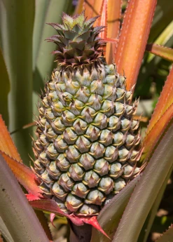 Sow Exotic Pineapple 'Florida Special' (Ananas Comosus) Rare Fruiting Plants