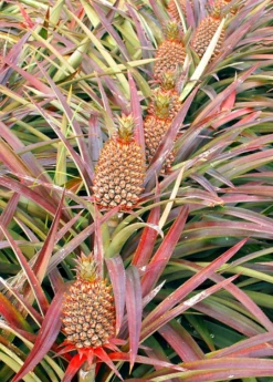 Sow Exotic October Pineapple Bundle