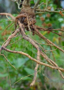 Sow Exotic New Arrivals Ashwagandha Root