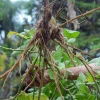 Sow Exotic New Arrivals Ashwagandha Root