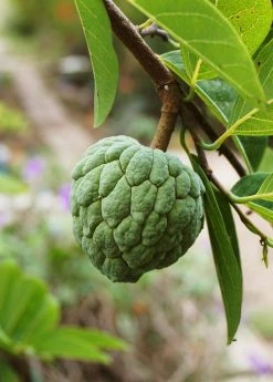 Sow Exotic Sugar Apple 'Thai Lessard' (Annona Squamosa L) 5 Sow Exotic Sugar Apple 'Thai Lessard' (Annona Squamosa L)