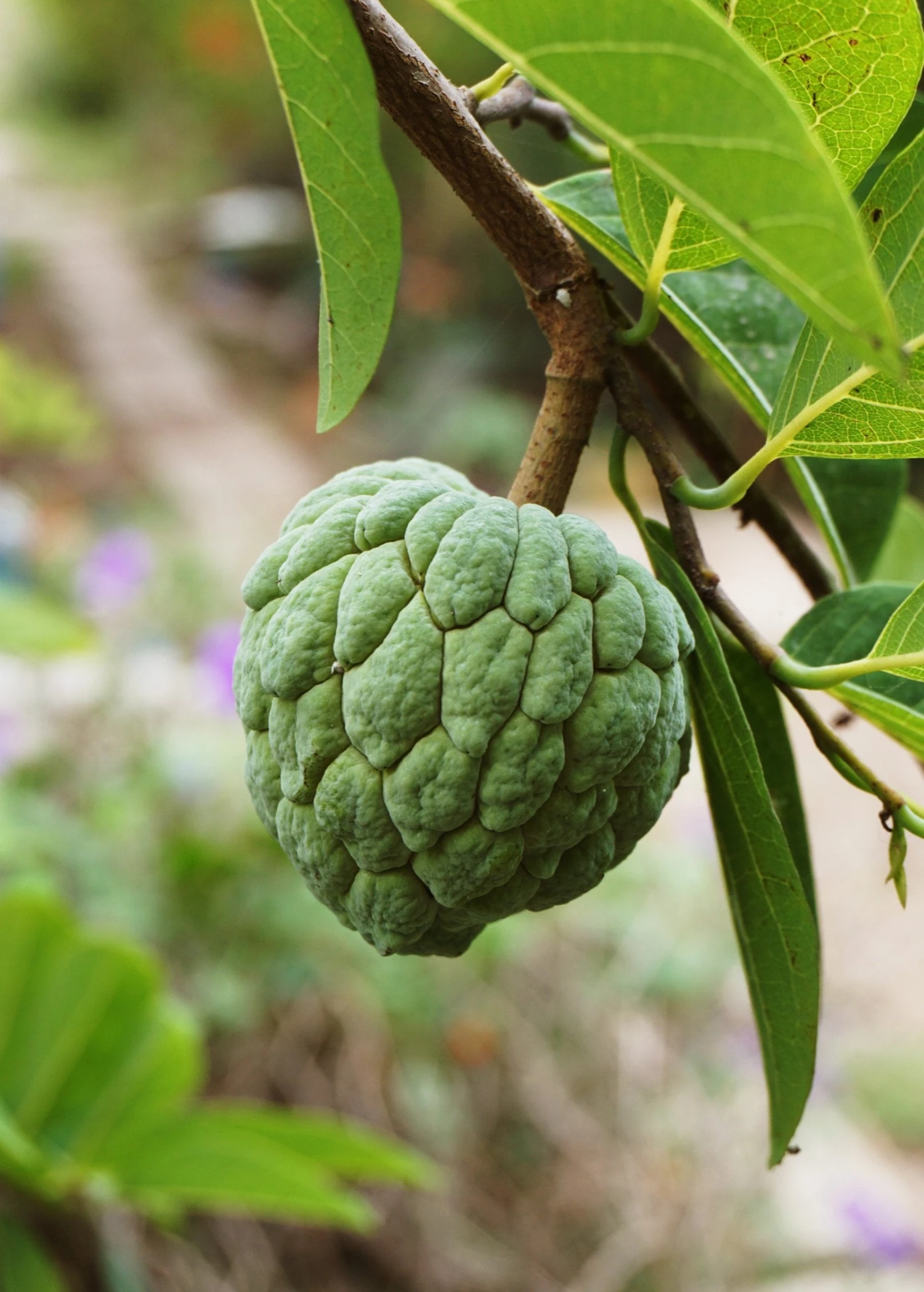 Sow Exotic Sugar Apple 'Thai Lessard' (Annona Squamosa L) 3 Sow Exotic Sugar Apple 'Thai Lessard' (Annona Squamosa L)