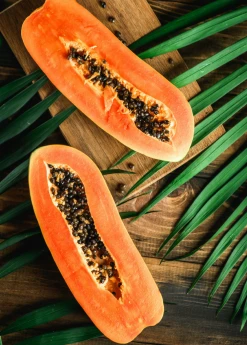 Sow Exotic Papaya, 'Dwarf Red Lady' (Carica Papaya) Tropical Fruit & Spice Trees 5 Sow Exotic Papaya, 'Dwarf Red Lady' (Carica Papaya) Tropical Fruit & Spice Trees