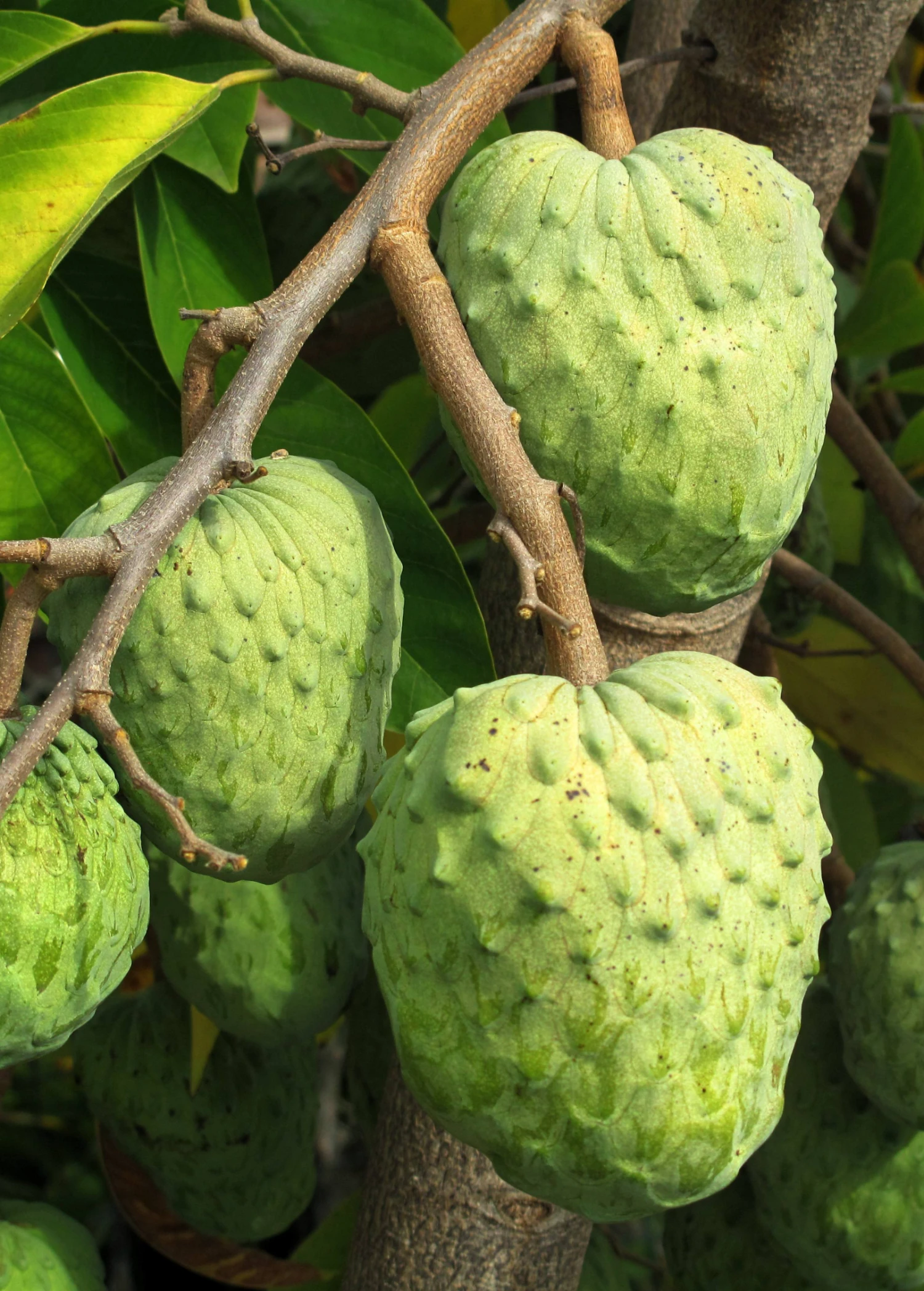 Sow Exotic Tropical Fruit & Spice Trees Atemoya 'Geffner' (Annona × Atemoya) 1 Sow Exotic Tropical Fruit & Spice Trees Atemoya 'Geffner' (Annona × Atemoya)