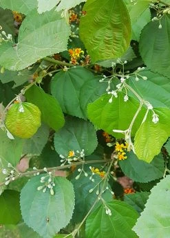 Sow Exotic Sherbert Berry (Grewia Asiatica)