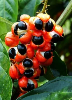 Sow Exotic Rare Fruiting Plants Guarana (Paullinia Cupana)
