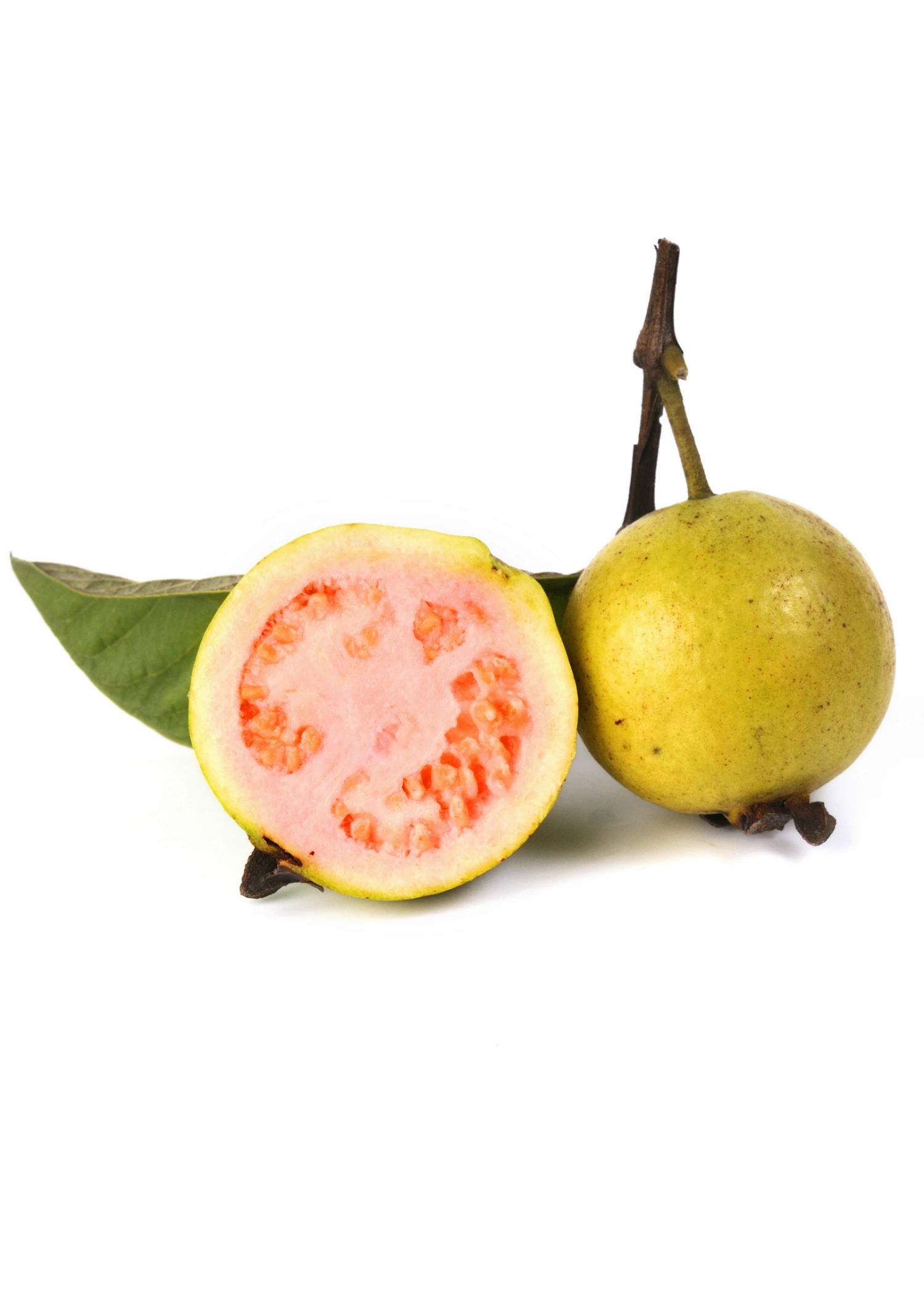 Sow Exotic Guava, Wild Florida (Psidium Guajava) 2 Sow Exotic Guava, Wild Florida (Psidium Guajava)