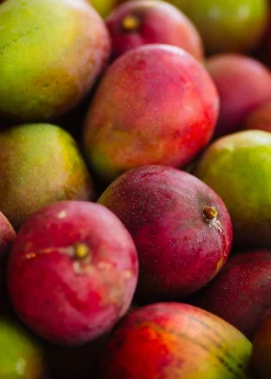 Sow Exotic Mango 'Haden' (Mangifera Indica) 7 Sow Exotic Mango 'Haden' (Mangifera Indica)