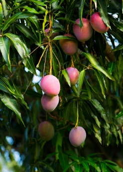 Sow Exotic Mango 'Haden' (Mangifera Indica) 6 Sow Exotic Mango 'Haden' (Mangifera Indica)