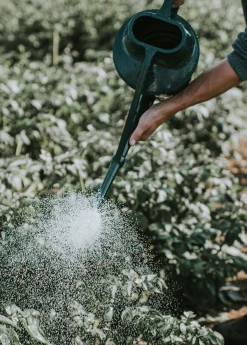 Sow Exotic Haws Cradley Cascader Watering Can 1.5 Gallon 6 Liter Garden Tools