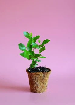 Sow Exotic Tropical Fruit & Spice Trees Guava, Strawberry (Psidium Cattleianum)