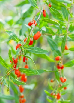 Sow Exotic Red Goji Berry (Lycium Barbarum) 5 Sow Exotic Red Goji Berry (Lycium Barbarum)