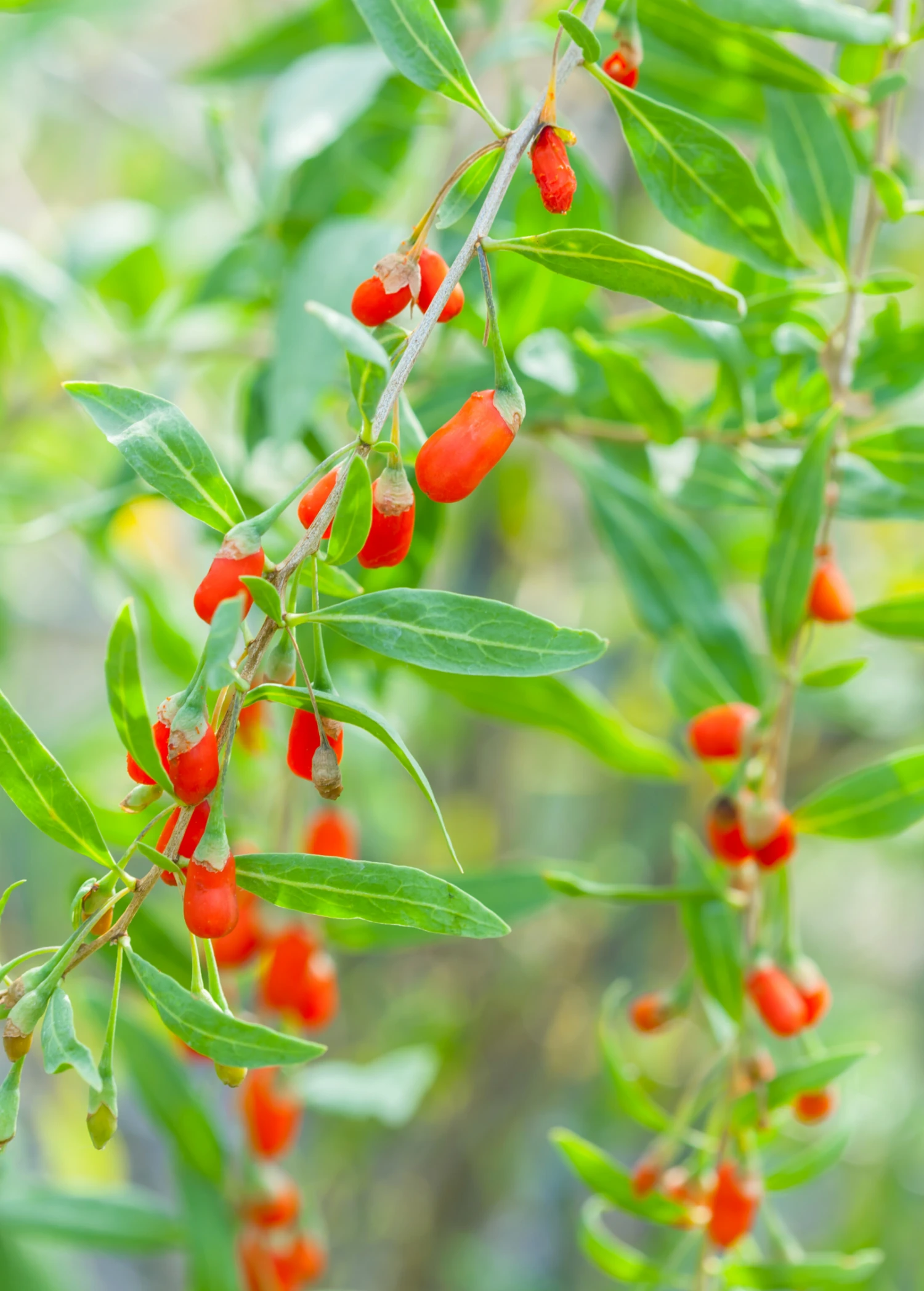 Sow Exotic Red Goji Berry (Lycium Barbarum) 3 Sow Exotic Red Goji Berry (Lycium Barbarum)