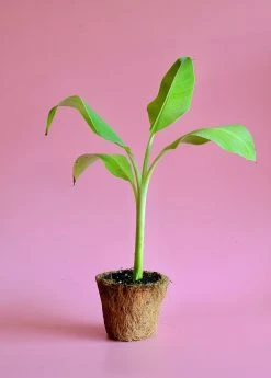 Sow Exotic Banana 'Ice Cream' (Musa)