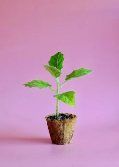 Sow Exotic Lulo, Naranjilla (Solanum Quitoense) Rare Fruiting Plants