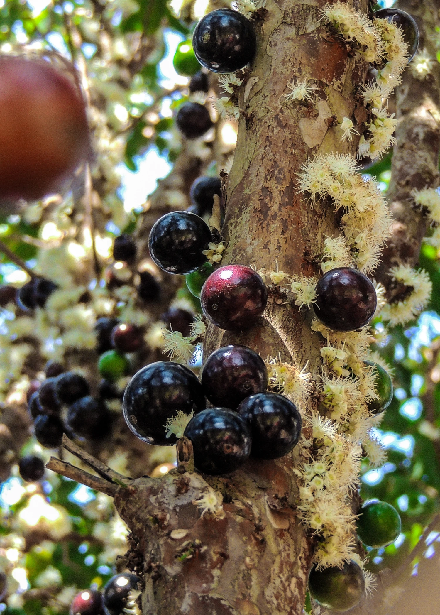 Sow Exotic Jabuticaba (Plinia Cauliflora) Tropical Fruit & Spice Trees 1 Sow Exotic Jabuticaba (Plinia Cauliflora) Tropical Fruit & Spice Trees