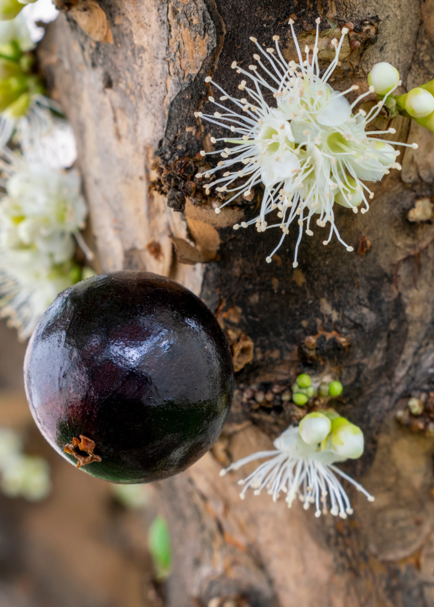 Sow Exotic Jabuticaba (Plinia Cauliflora) Tropical Fruit & Spice Trees 2 Sow Exotic Jabuticaba (Plinia Cauliflora) Tropical Fruit & Spice Trees