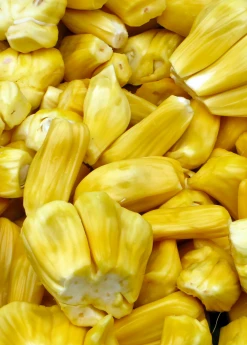 Sow Exotic Tropical Fruit & Spice Trees Jackfruit Seedling (Artocarpus Heterophyllus)