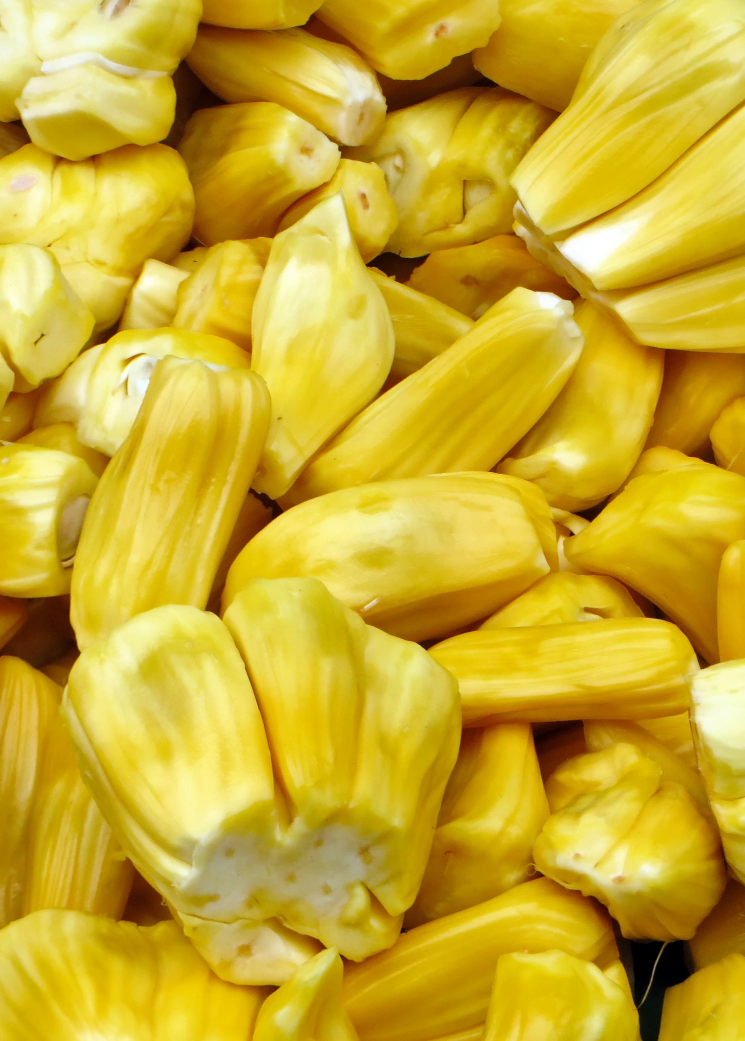 Sow Exotic Tropical Fruit & Spice Trees Jackfruit Seedling (Artocarpus Heterophyllus) 2 Sow Exotic Tropical Fruit & Spice Trees Jackfruit Seedling (Artocarpus Heterophyllus)