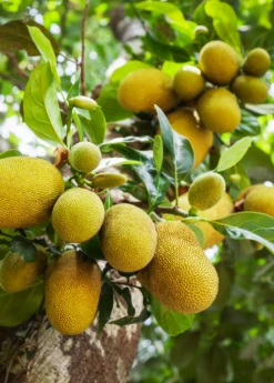 Sow Exotic Jackfruit 'Golden Nugget' (Artocarpus Heterophyllus) Tropical Fruit & Spice Trees