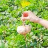 Sow Exotic Rare Fruiting Plants Jicama (Pachyrhizus Erosus)