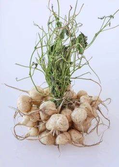 Sow Exotic Rare Fruiting Plants Jicama (Pachyrhizus Erosus) 5 Sow Exotic Rare Fruiting Plants Jicama (Pachyrhizus Erosus)