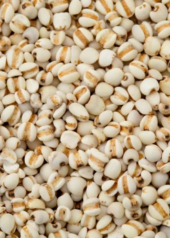 Sow Exotic Job's Tears (Coix Lacryma-jobi)