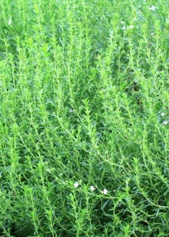 Sow Exotic Medicinal & Culinary Herbs Jamaican Mint Tree, Kama Sutra Mint (Satureja Viminea)