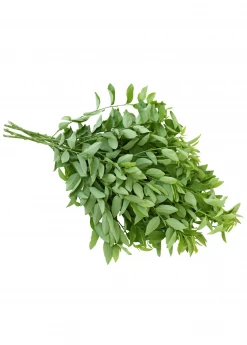 Sow Exotic Katuk (Sauropus Androgynus) Medicinal & Culinary Herbs