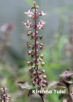 Sow Exotic Tulsi Trio: The Essential Holy Basil Bundle