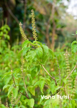 Sow Exotic Tulsi Trio: The Essential Holy Basil Bundle