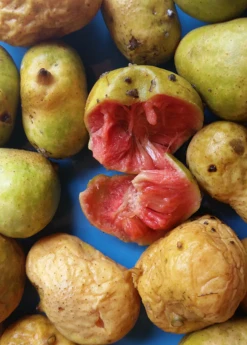 Sow Exotic Kwai Muk (Artocarpus Hypargyraeus)